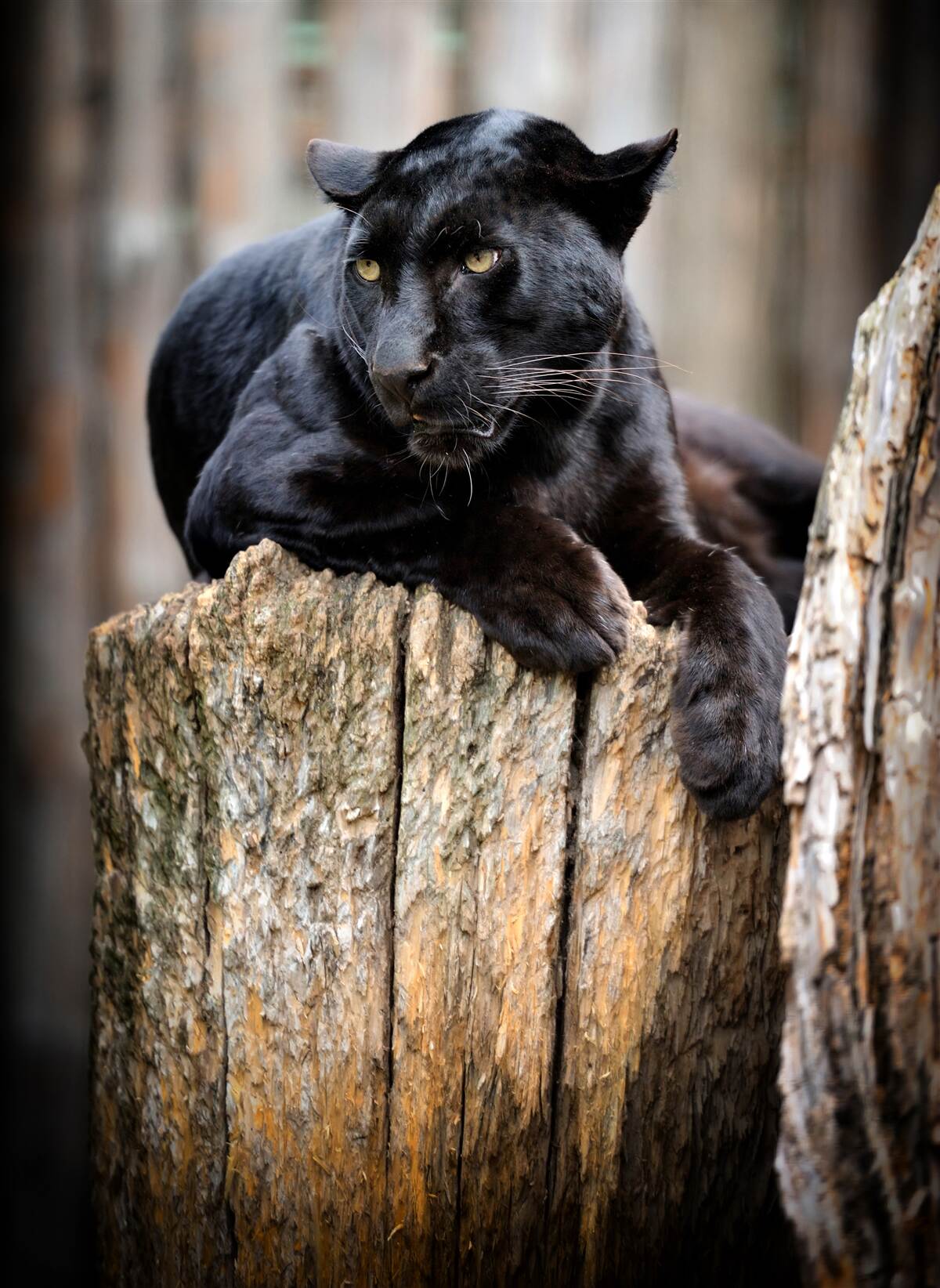 Papier peint une panthère noire est assise sur un arbre