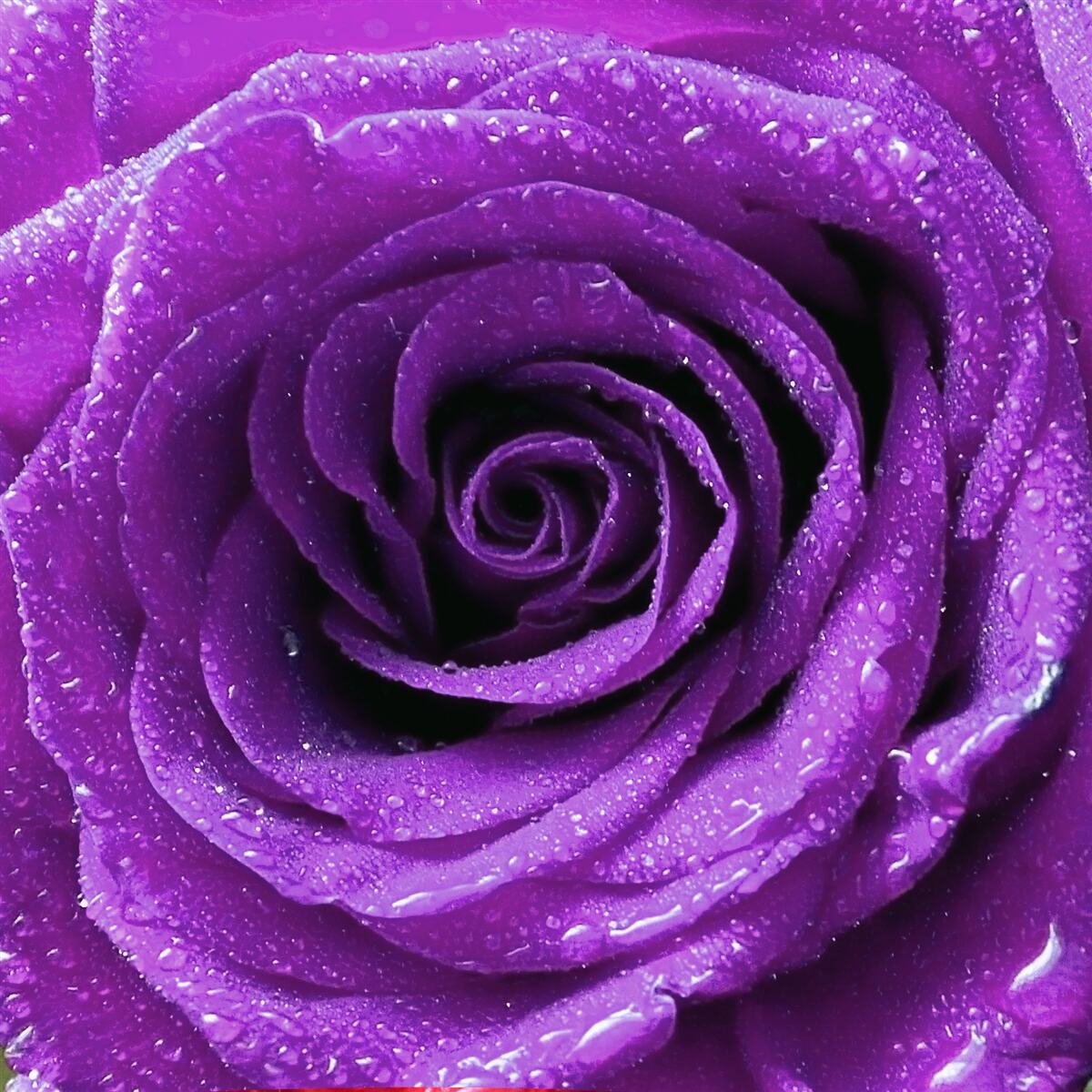 Papier peint grosses gouttes de rosée sur les pétales d'une rose lilas