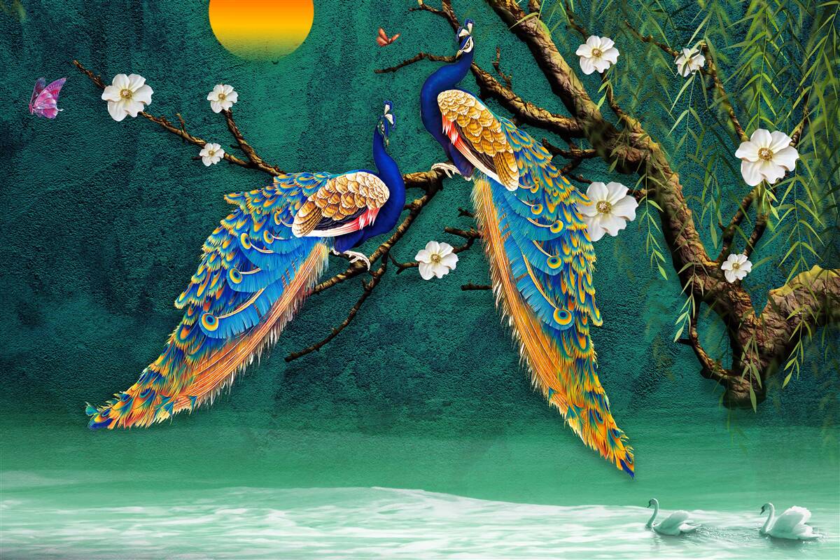 Papier peint au coucher du soleil, les paons lancent des appels