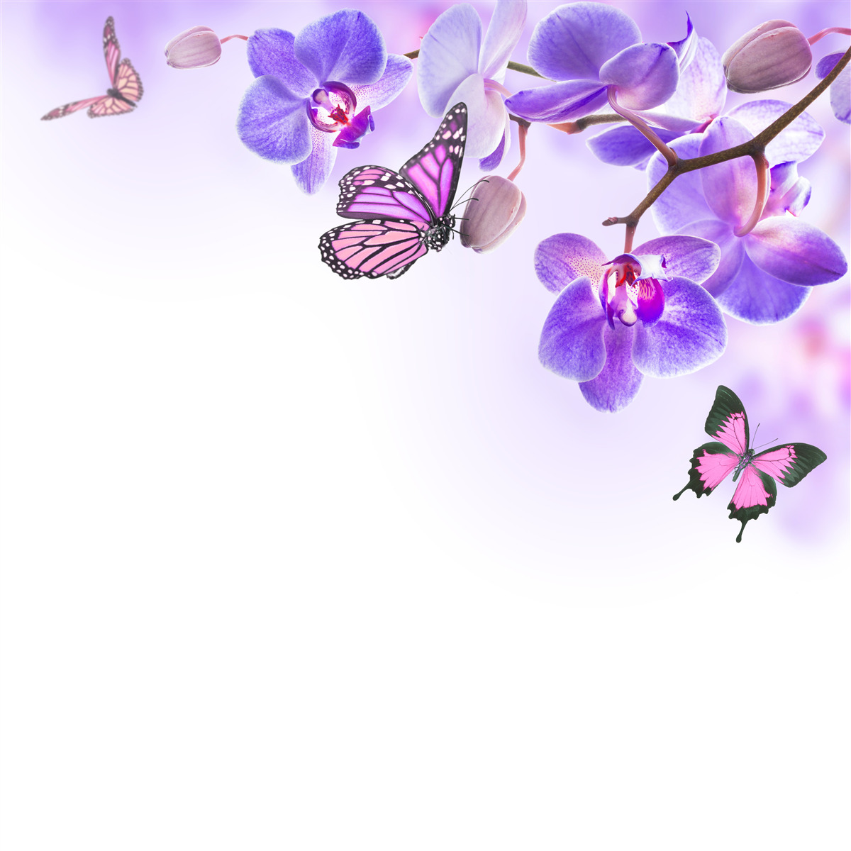 Papier peint des papillons survolent des orchidées aux pétales bleu-violet