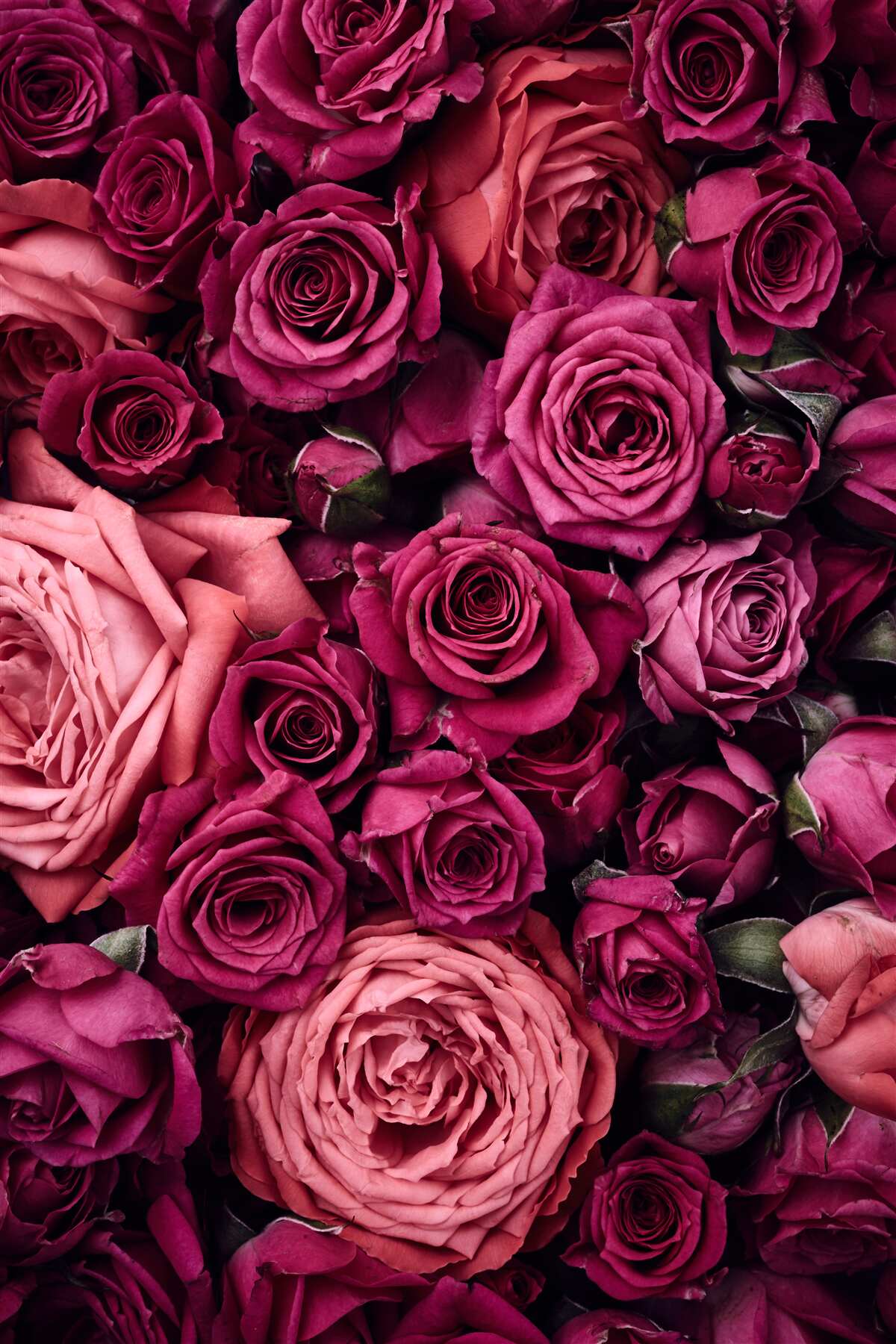 Papier peint de belles roses de près