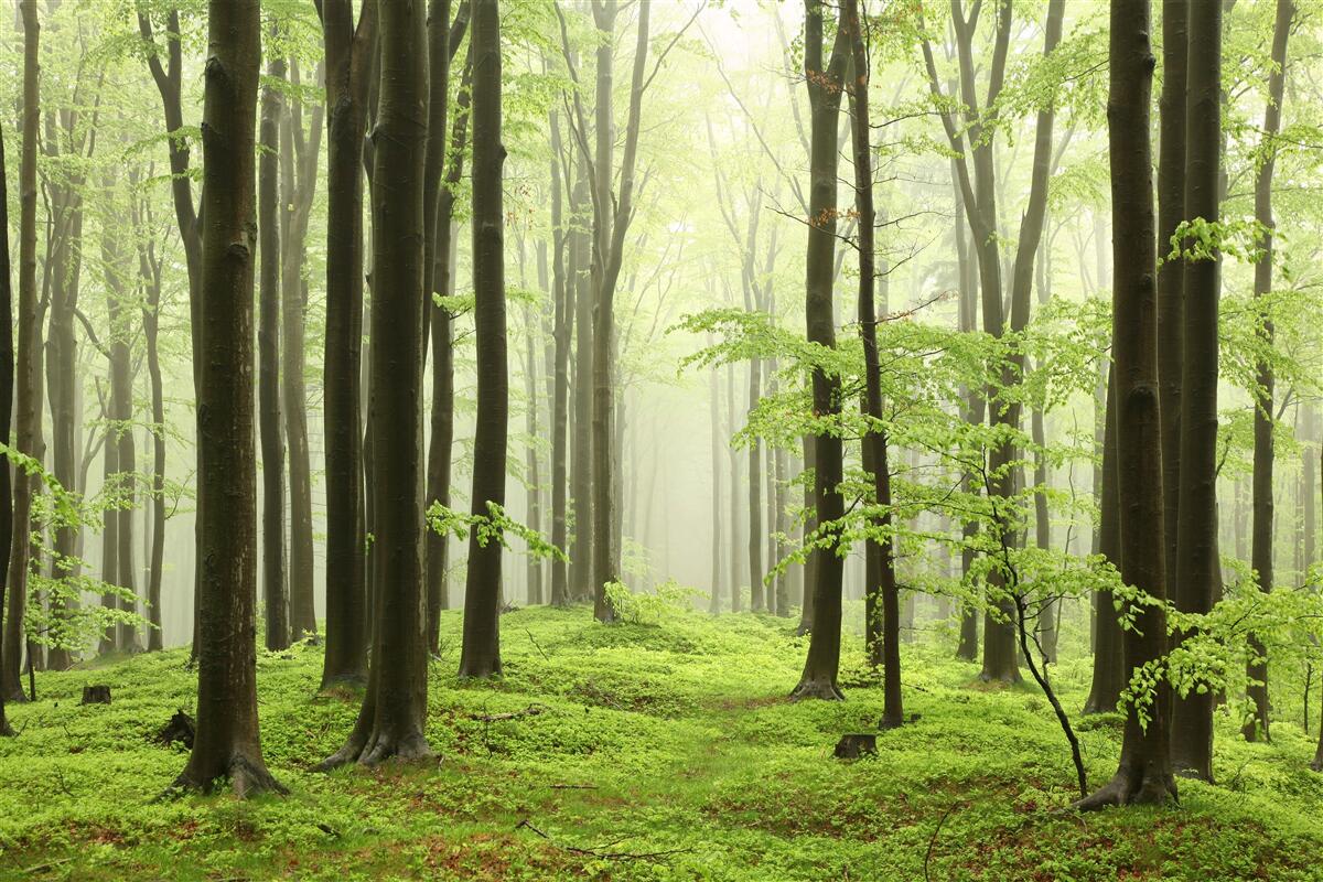 Papier peint arbres dans une forêt dense