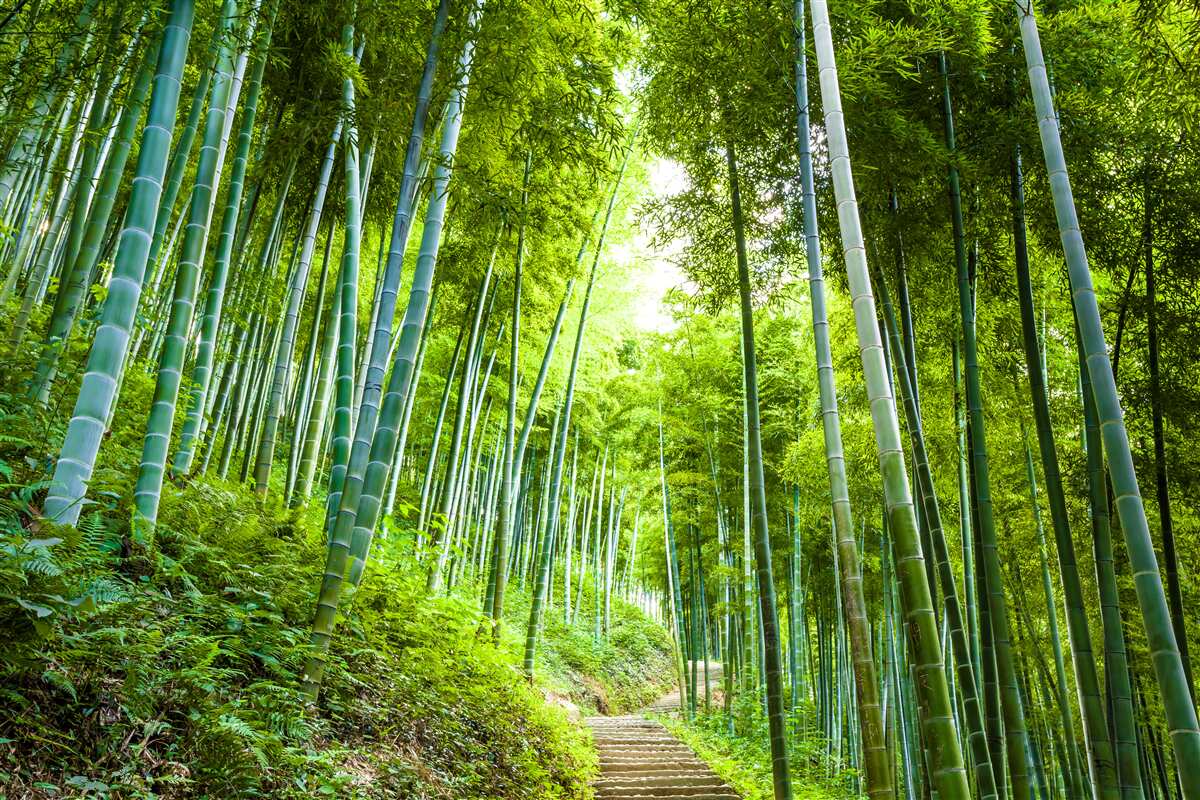 Papier peint belle forêt luxuriante d'émeraude