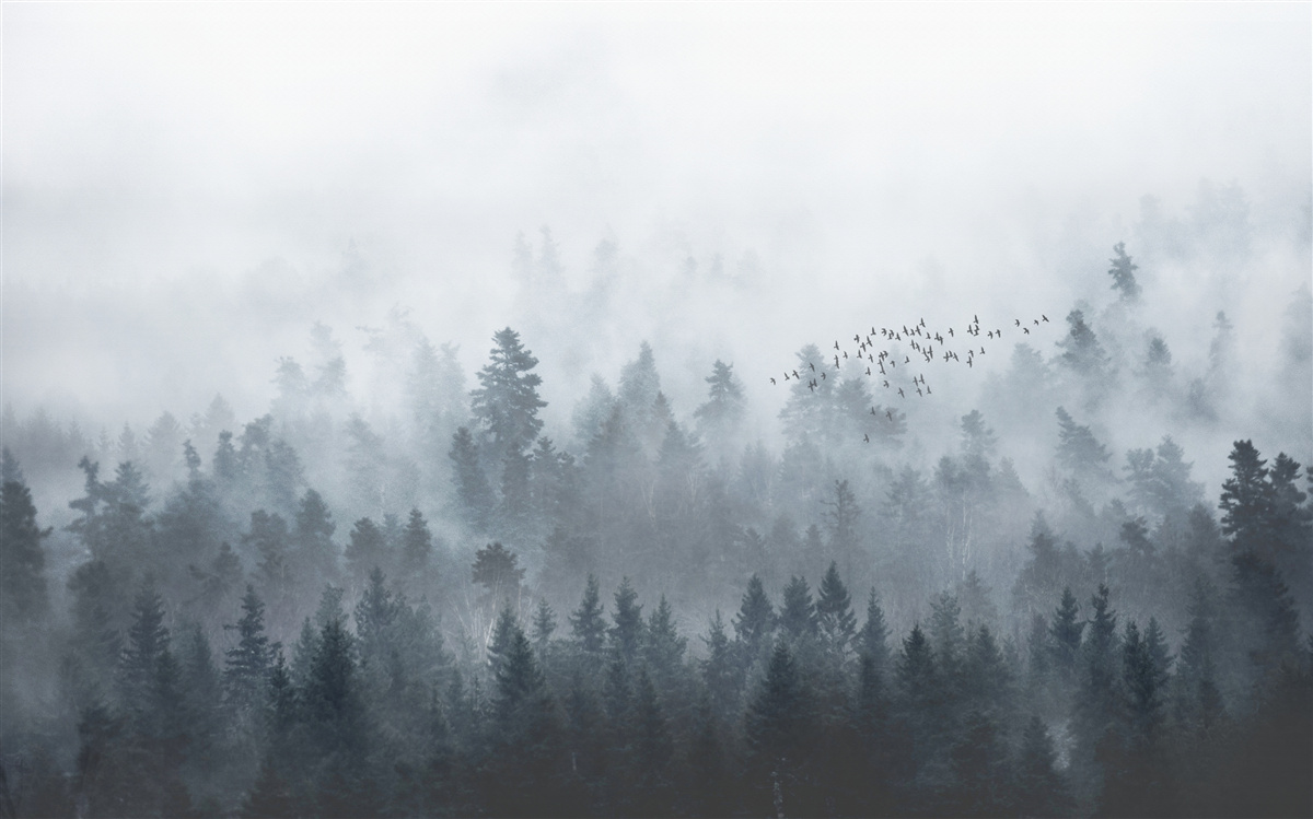 Papier peint forêt enveloppée de brume