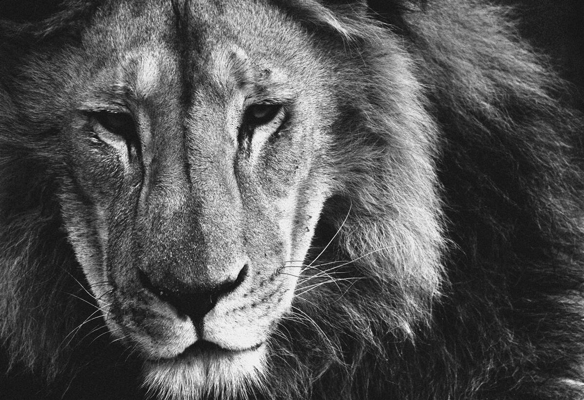Papier peint portrait d'un lion adulte en noir et blanc