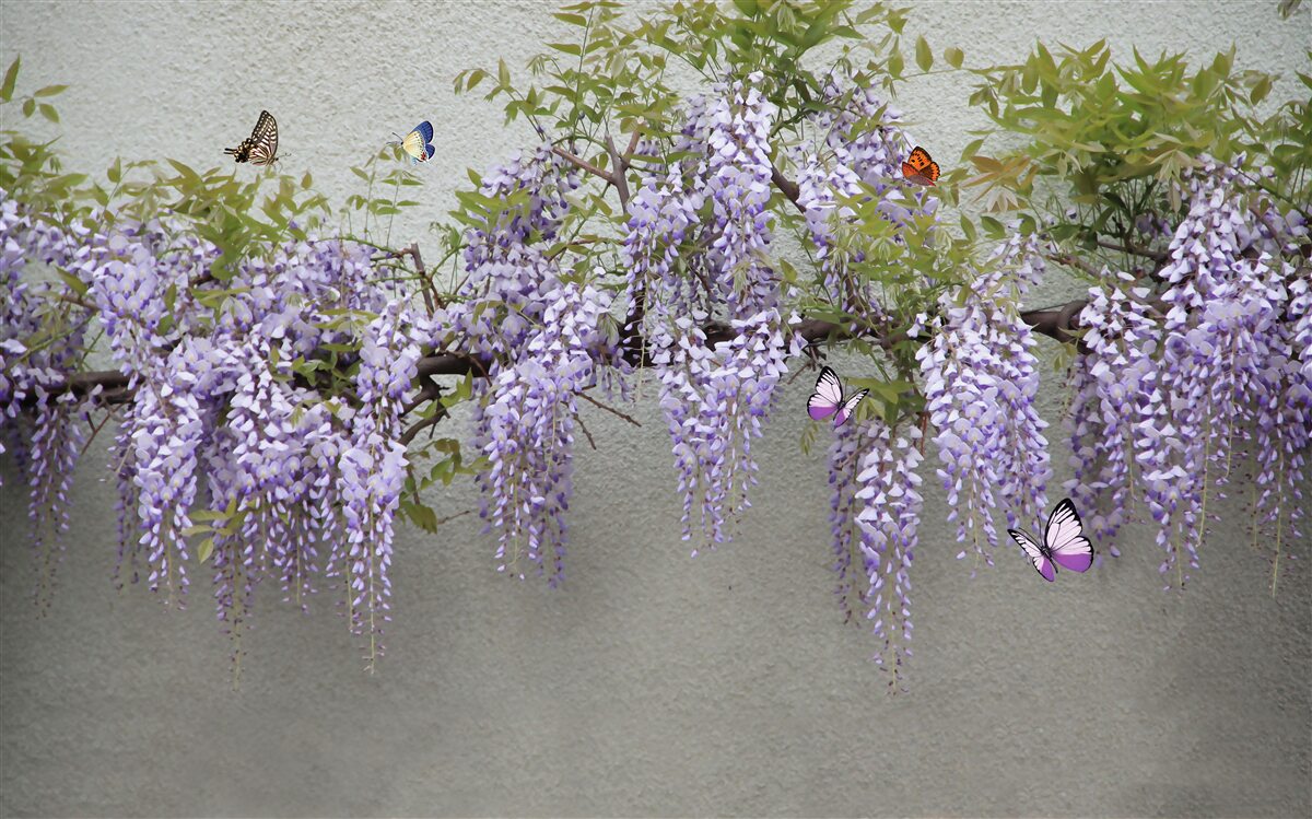 Papier peint les papillons volent autour des fleurs de lilas