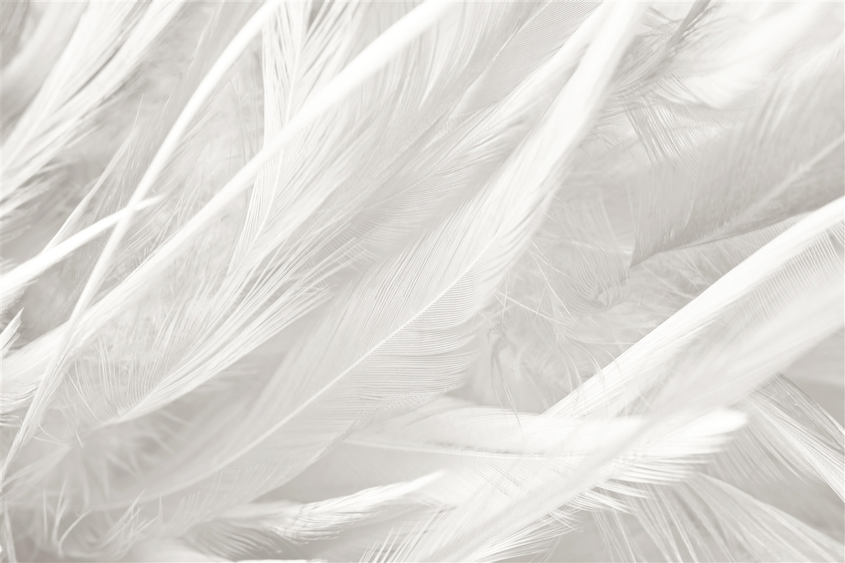 Papier peint un grand nombre de plumes claires