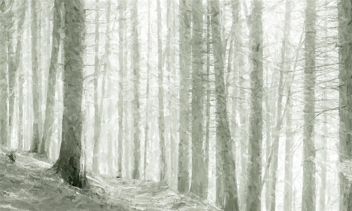 Papier peint il y a beaucoup d'arbres dans la forêt