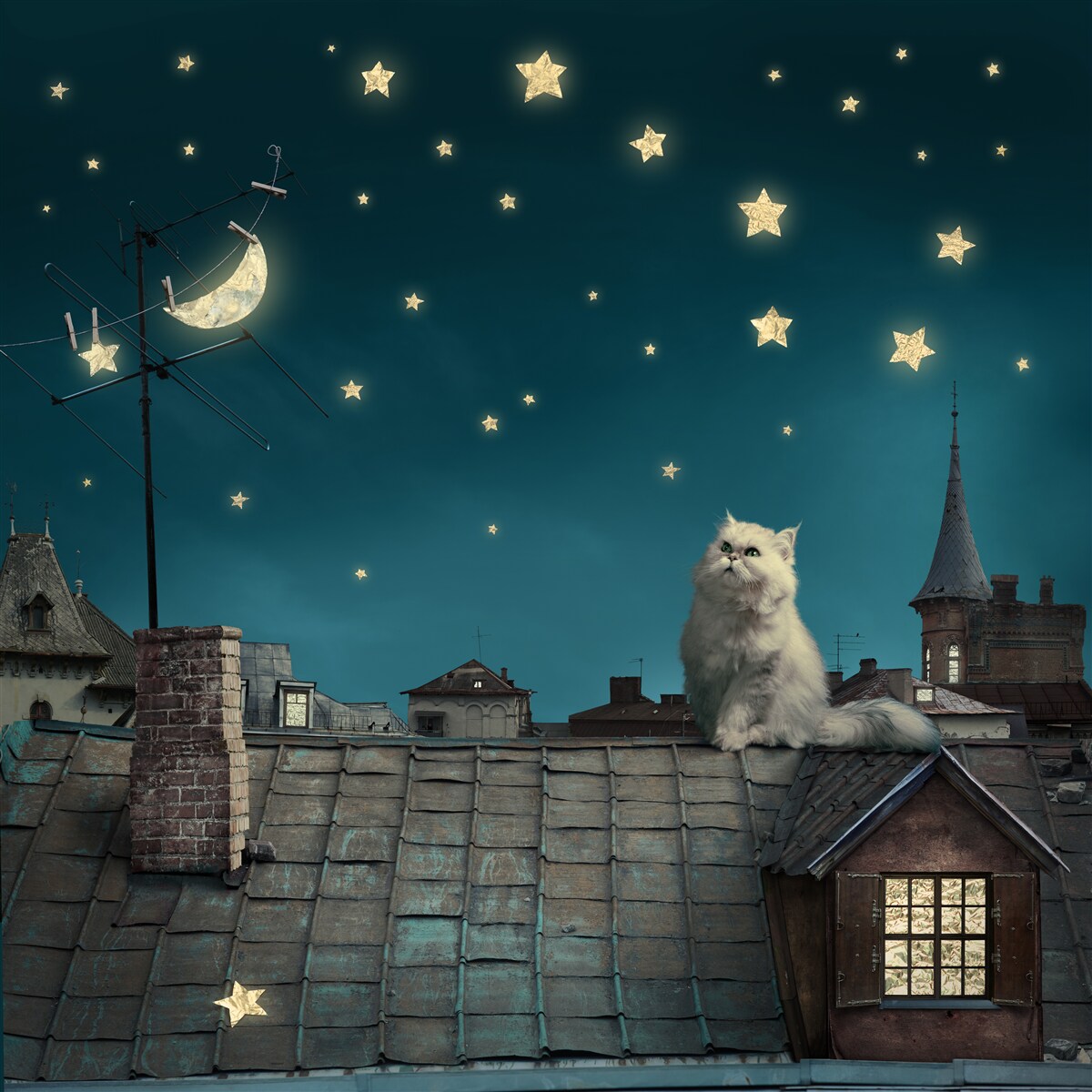 Papier peint la nuit, il y a un chat blanc sur le toit