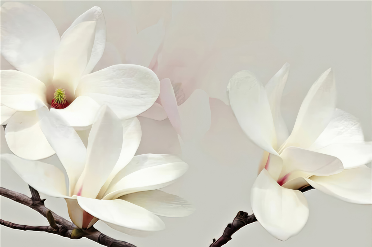 Papier peint grandes fleurs blanches en pleine floraison