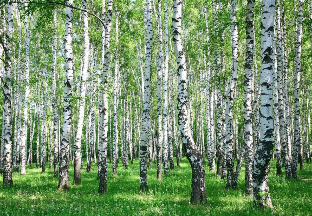 Papier peint forêt de bouleaux printanière
