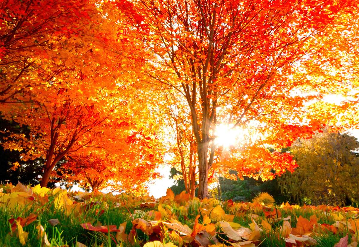 Papier peint forêt aux couleurs de l'automne