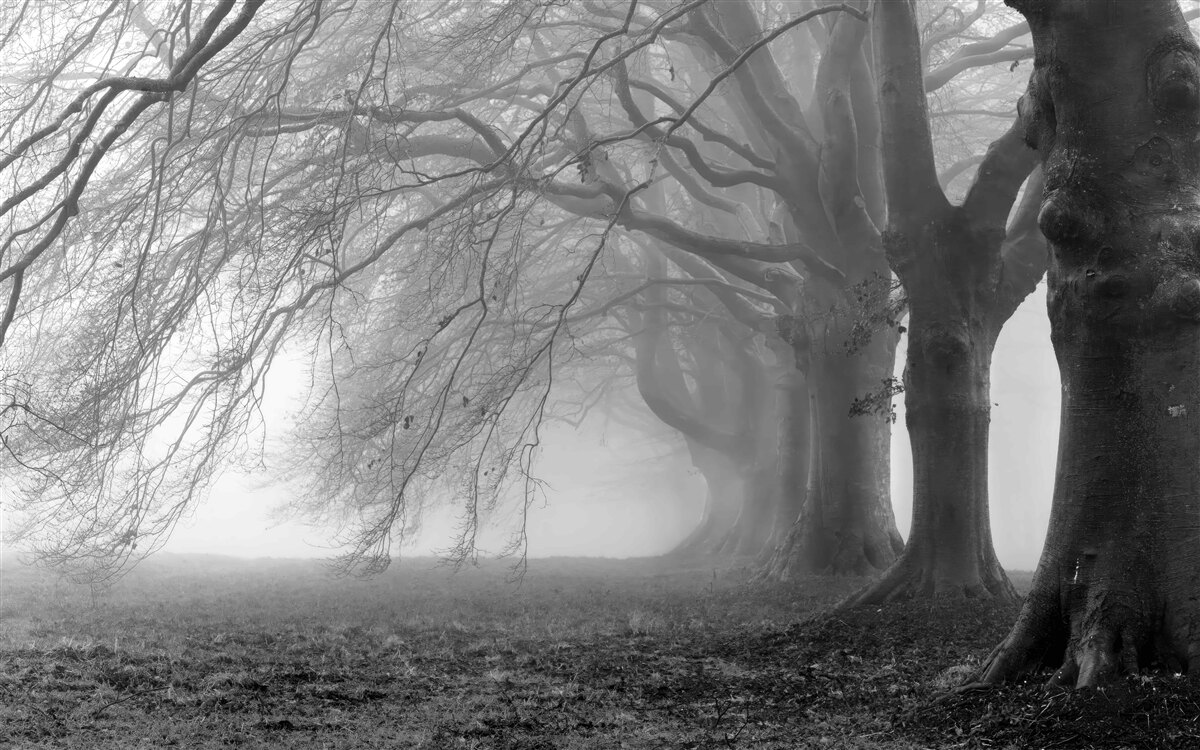 Papier peint forêt brumeuse couverte d'arbres
