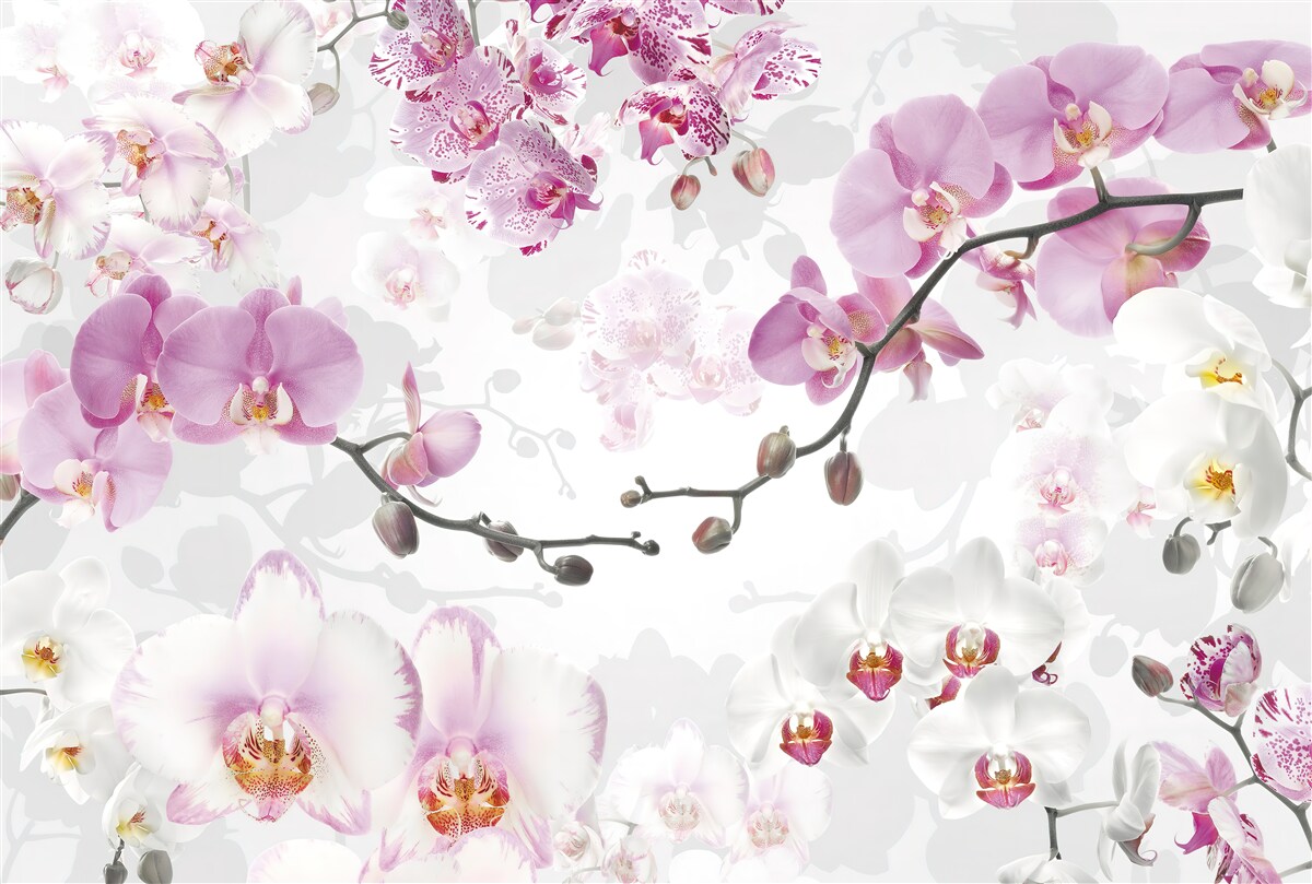 Papier peint branches d'orchidées