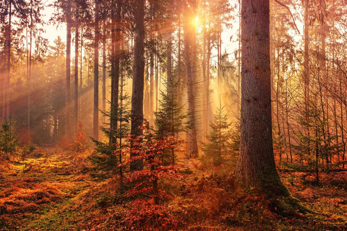 Papier peint Le soleil filtre à travers la forêt d'automne