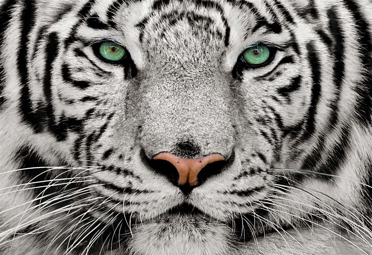 Papier peint tigre blanc à bout portant