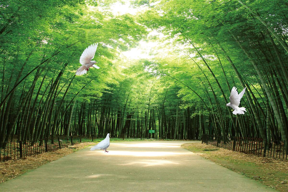 Papier peint des oiseaux à plumes blanches glissent à travers la forêt