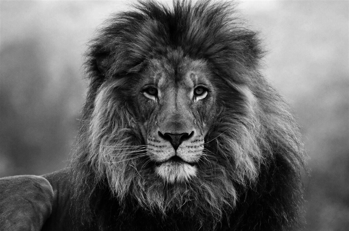 Papier peint portrait de lion en noir et blanc