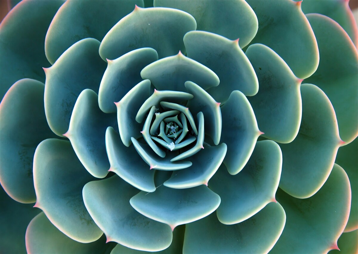 Papier peint image en gros plan d'une succulente