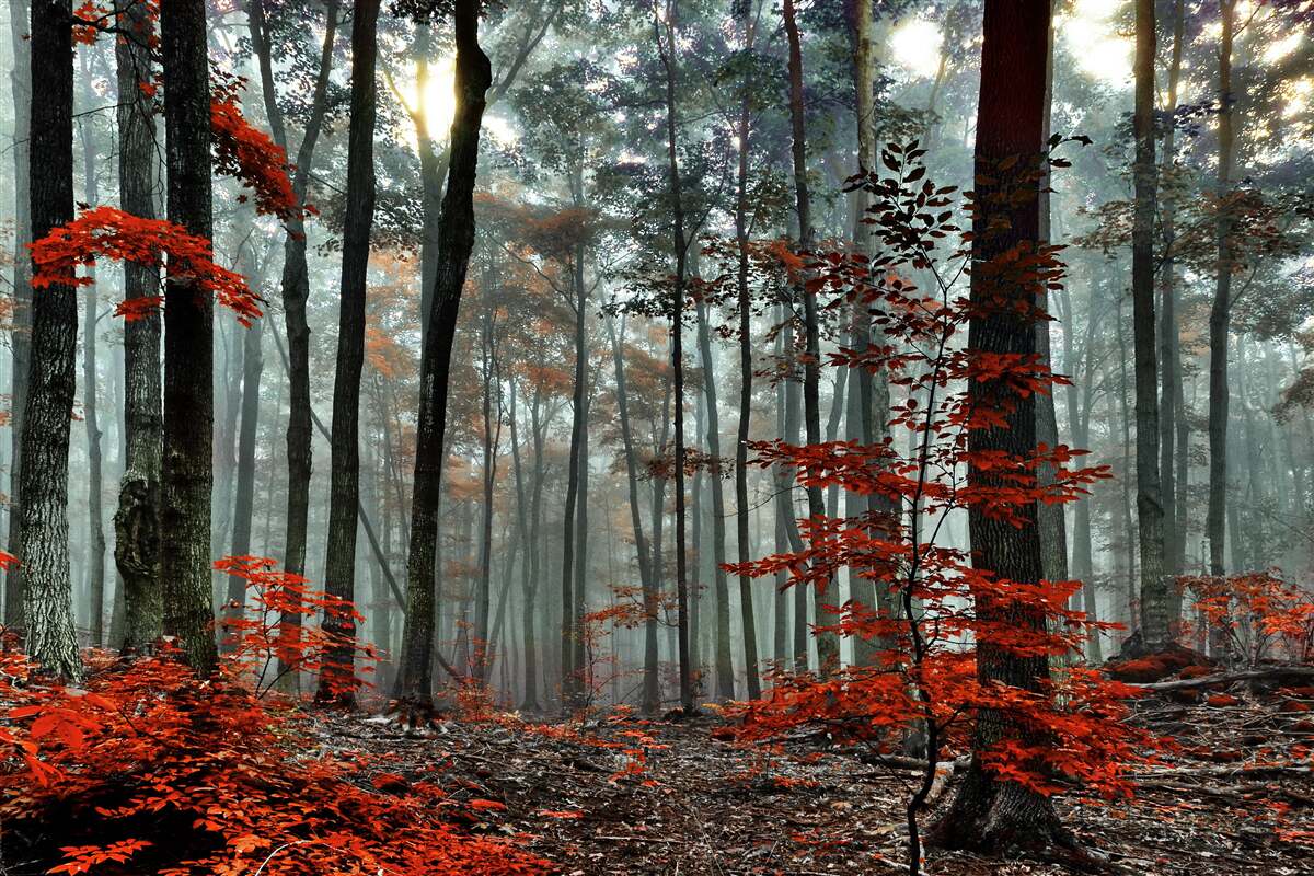 Papier peint forêt sans feuilles en automne