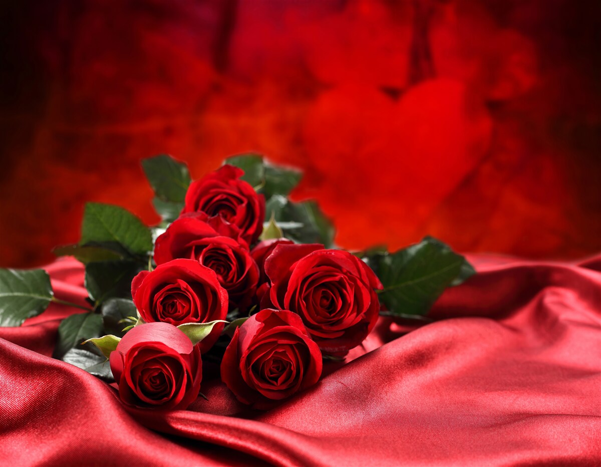 Papier peint roses écarlates sur satin bordeaux