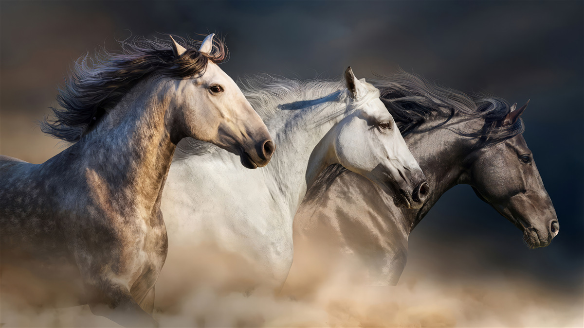 Papier peint trois chevaux au galop