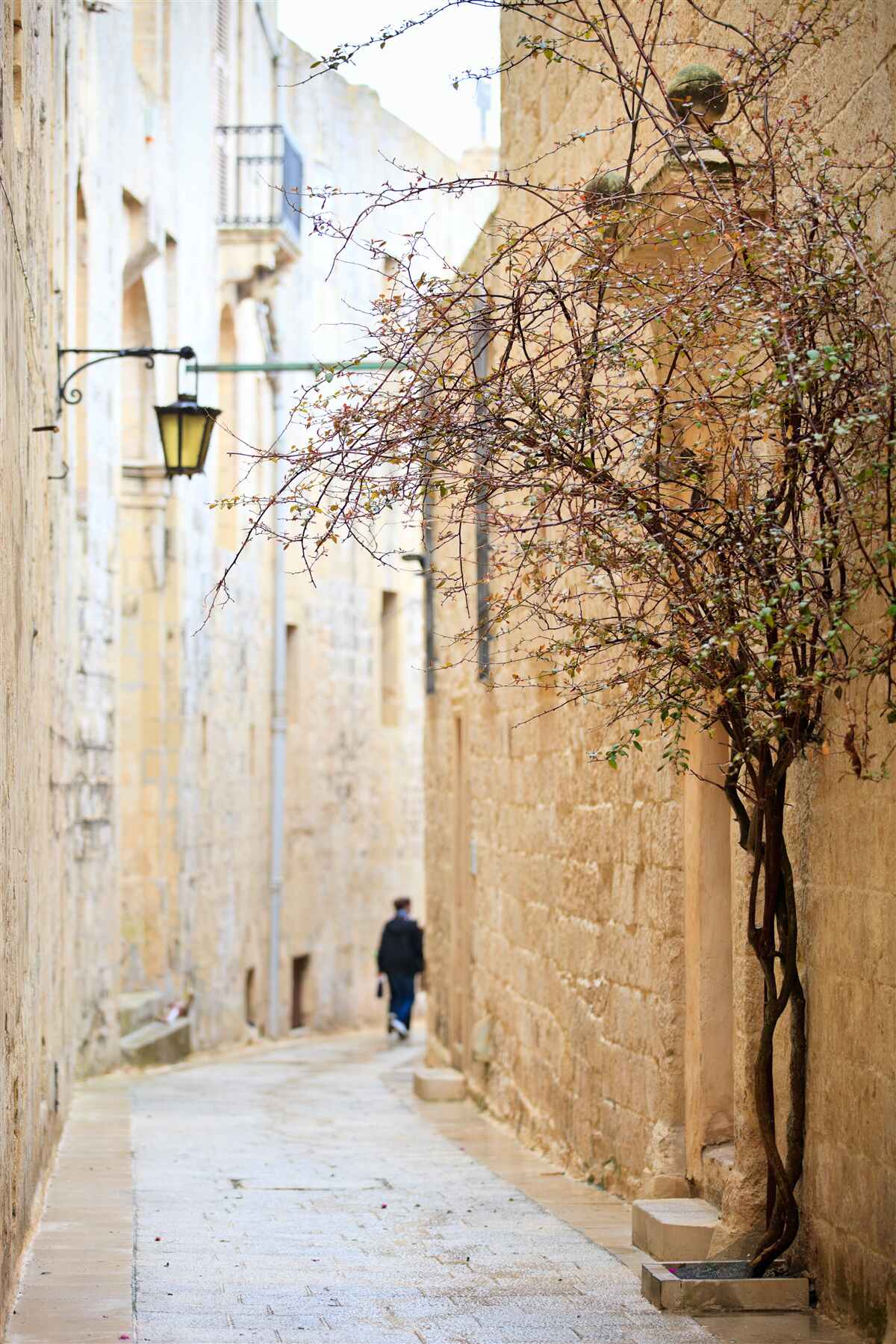 Papier peint dans une rue étroite, il y a un homme et un arbre