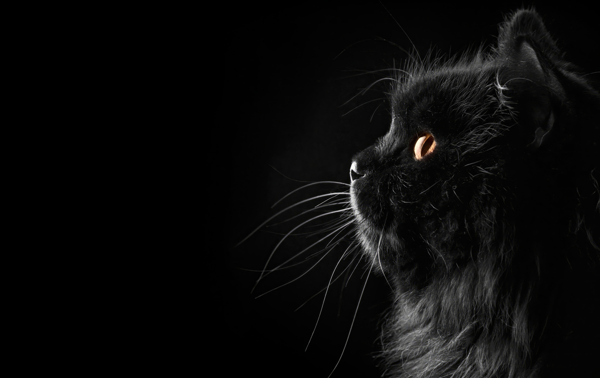 Papier peint chat noir sur fond sombre
