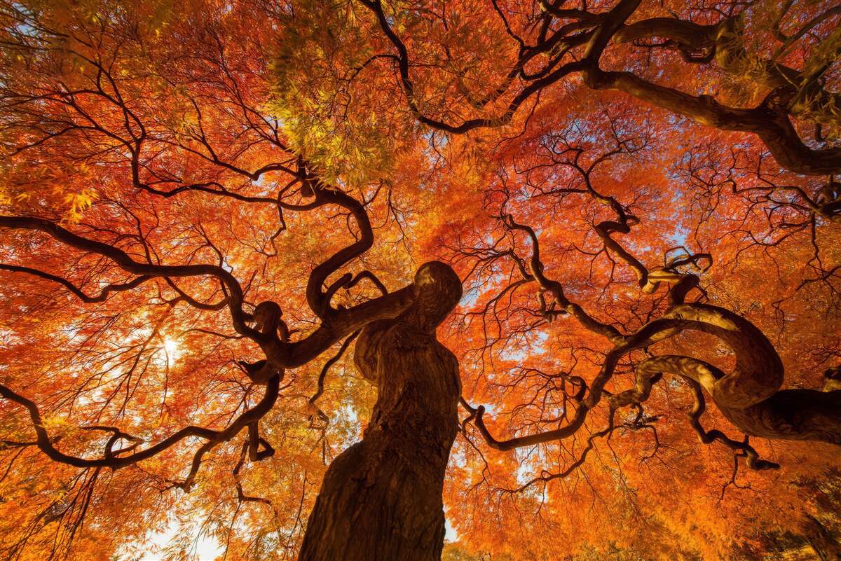 Papier peint Vue du bas de l'arbre en automne