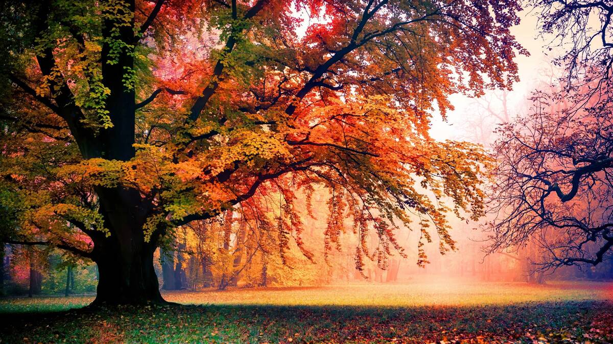 Papier peint forêt enveloppée de brume automnale