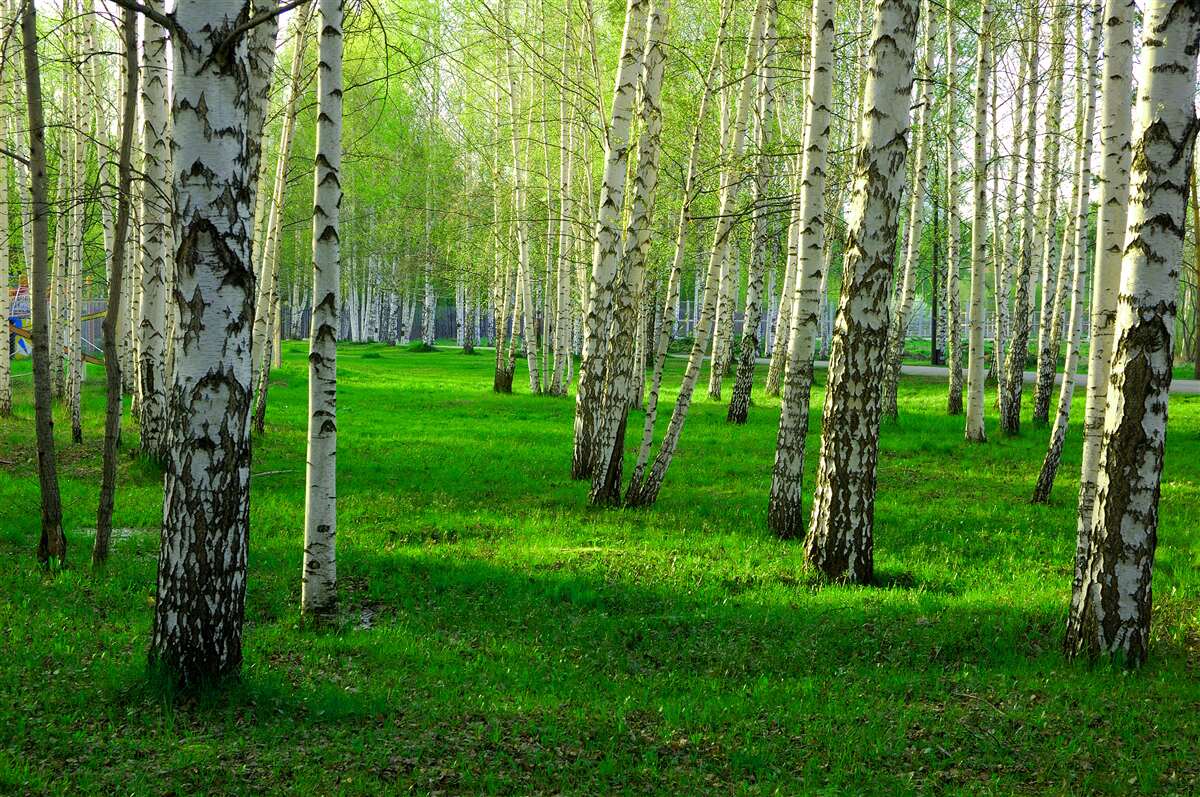 Papier peint de l'herbe verte et des arbres