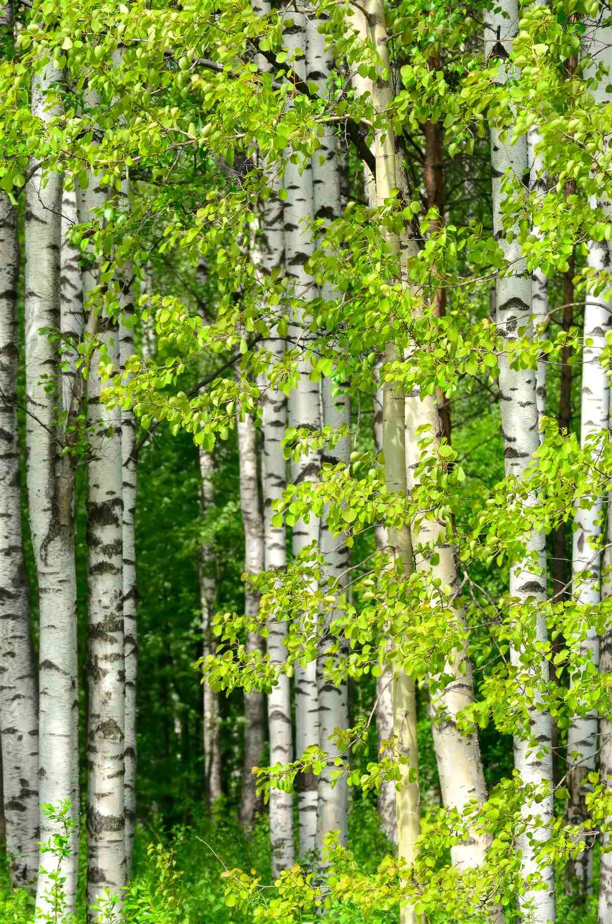 Papier peint forêt de bouleaux