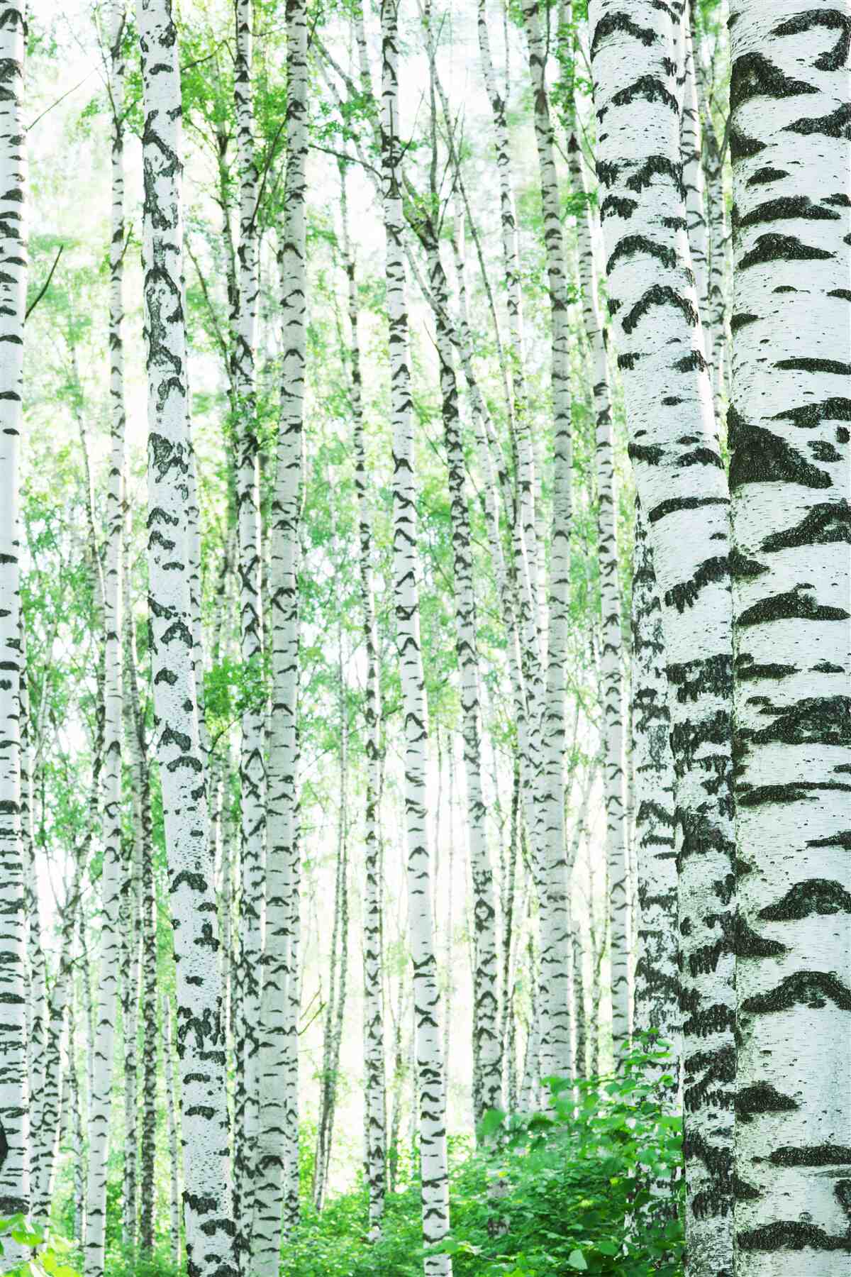 Papier peint bouleaux légers