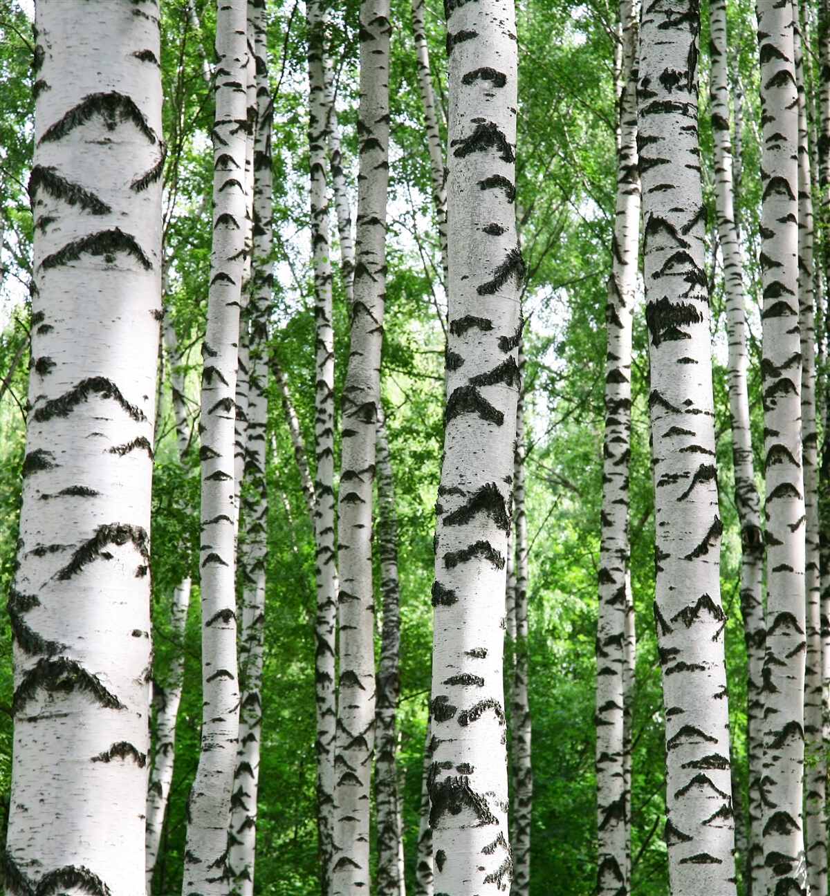 Papier peint des rangées de bouleaux élancés