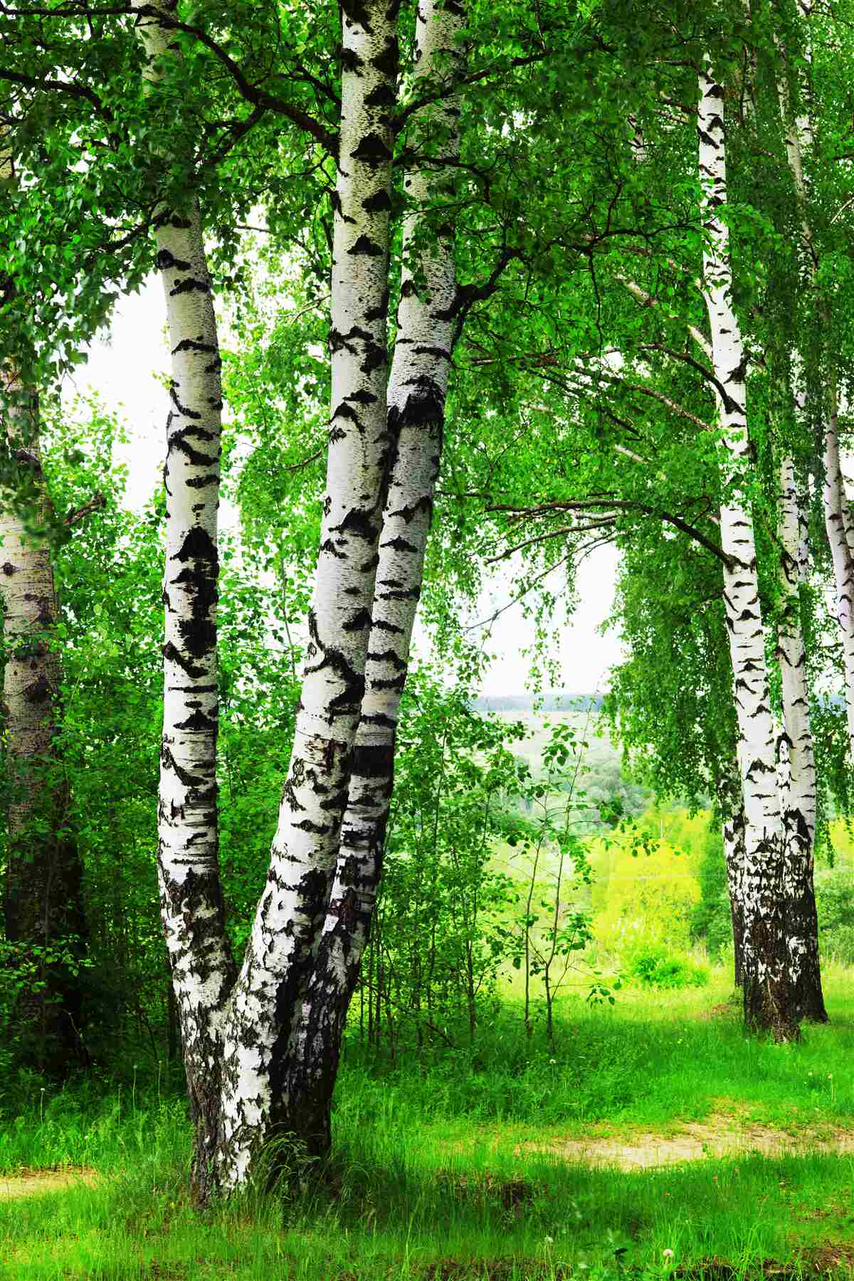 Papier peint un bosquet de bouleaux dans une clairière