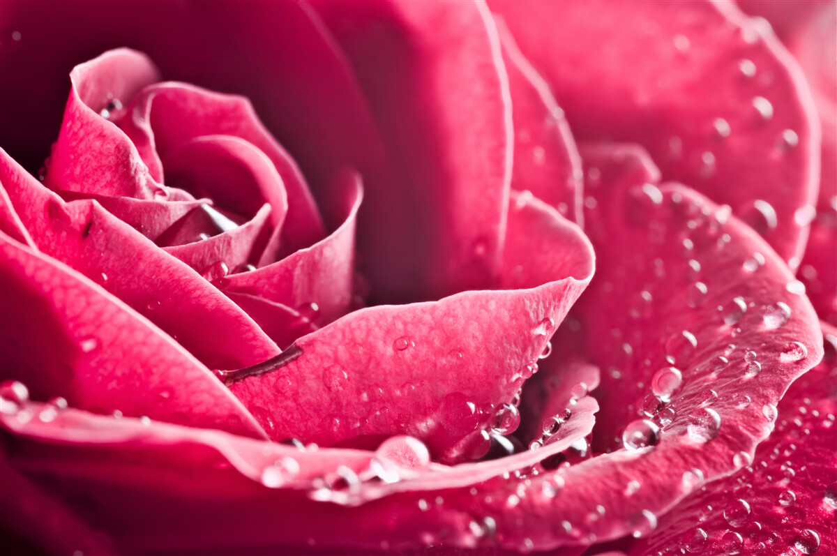 Papier peint grande rose avec des gouttes d'humidité
