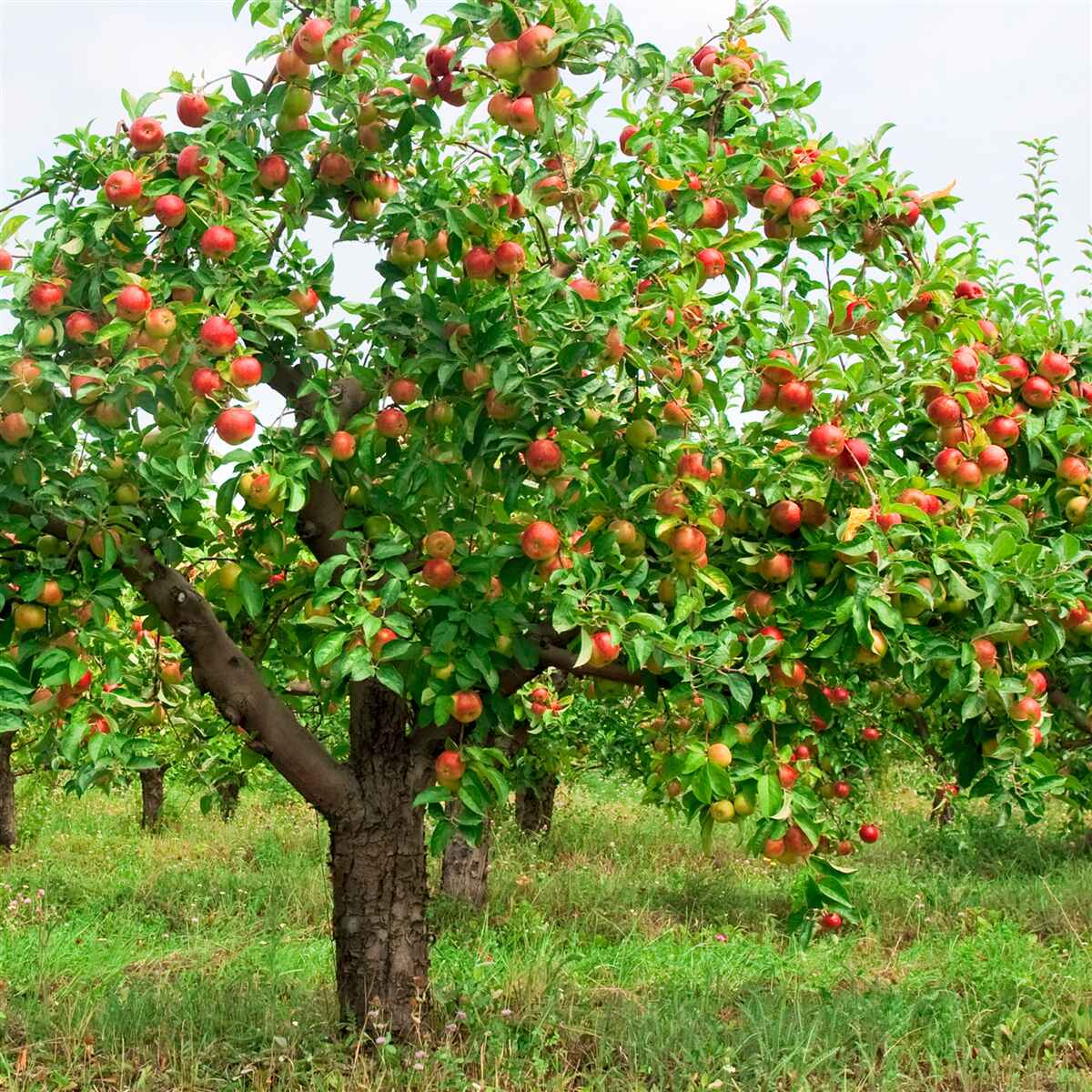 Papier peint pommier portant des fruits