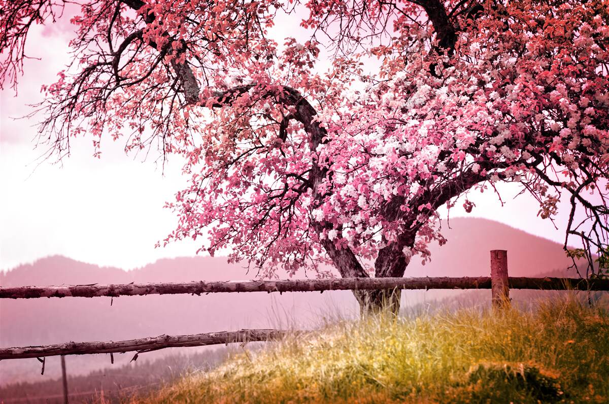 Papier peint arbre sakura en fleurs