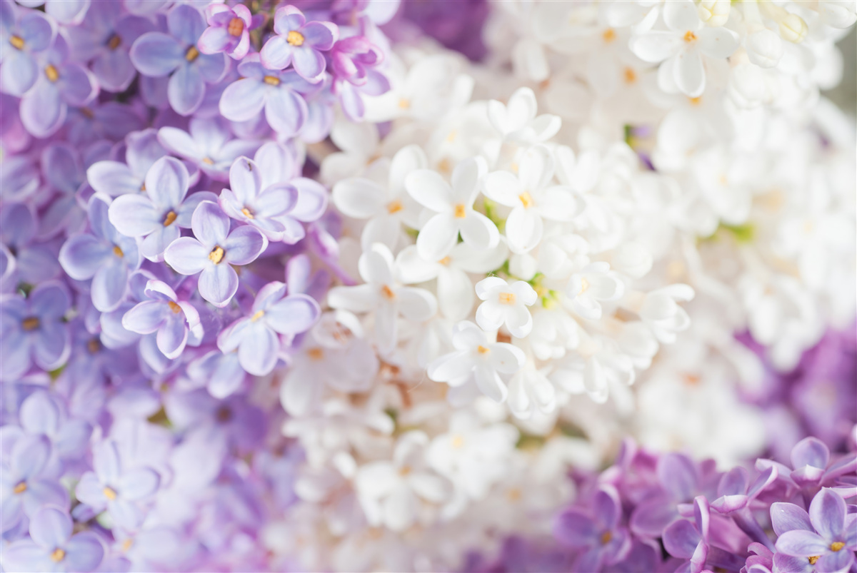 Papier peint lilas en fleurs au printemps