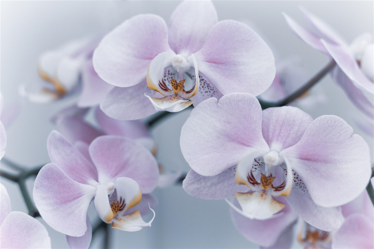 Papier peint grandes fleurs d'orchidées