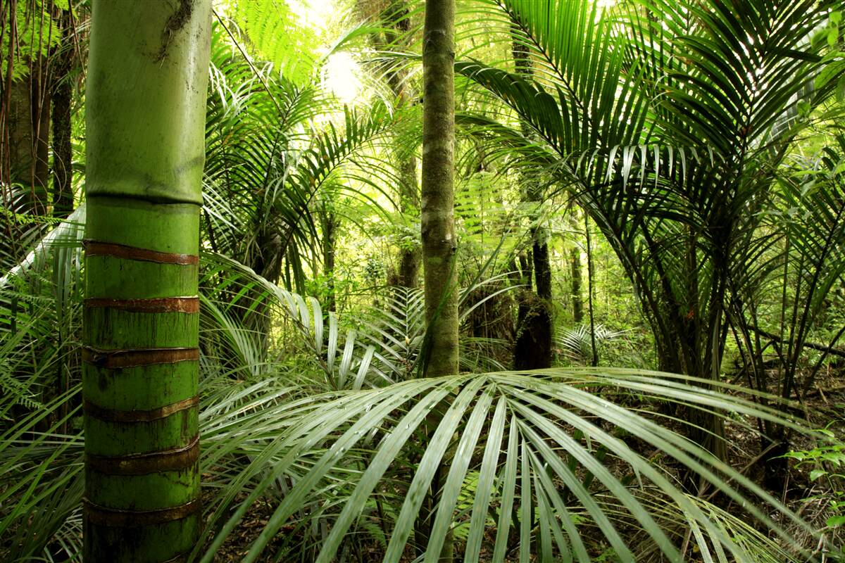 Papier peint grandes plantes dans un bosquet vert