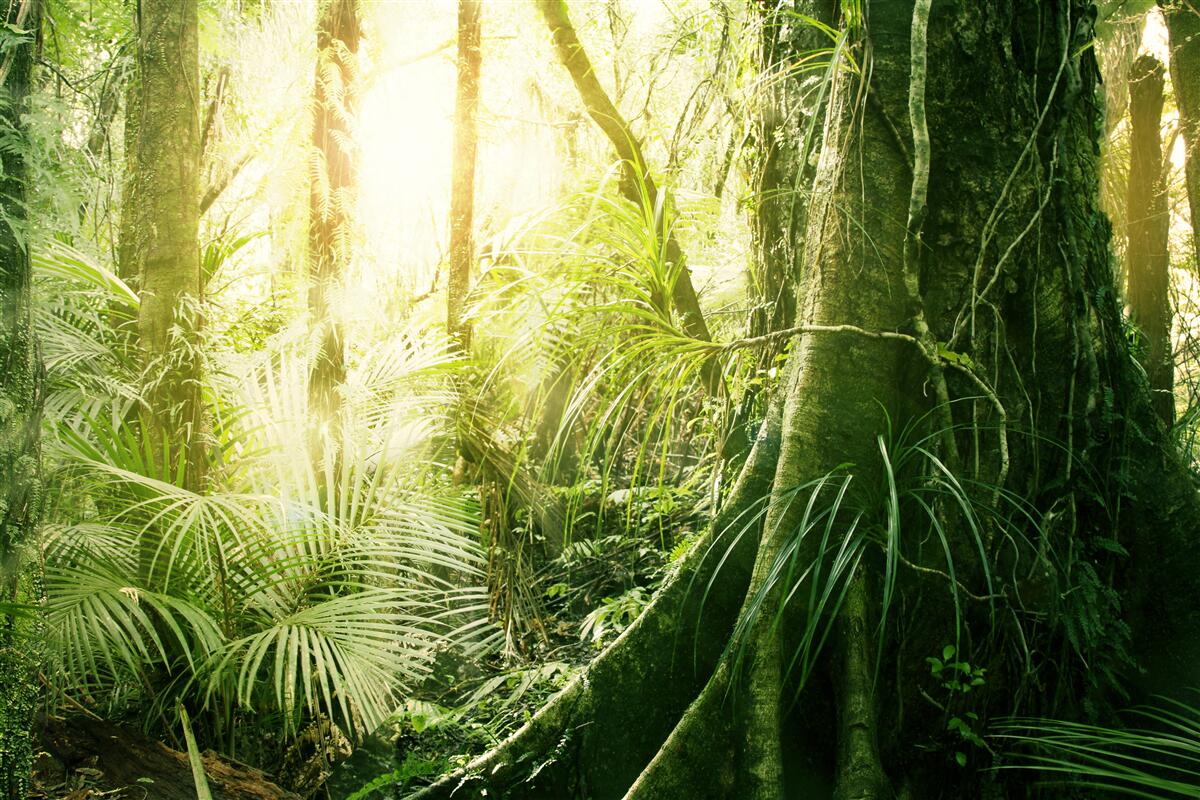 Papier peint rayons de lumière pénétrant dans une forêt de conte de fées