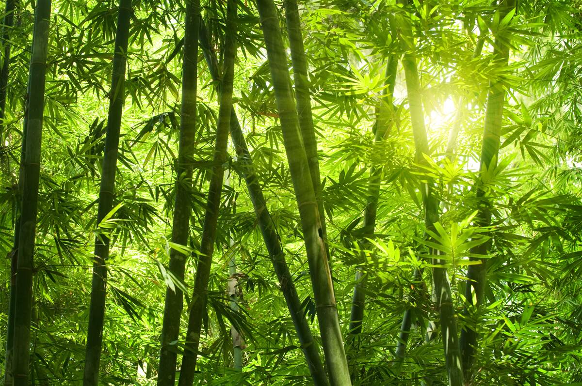 Papier peint le soleil tente de pénétrer dans la forêt dense