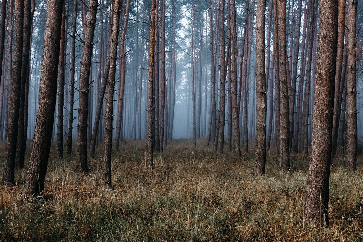 Papier peint forêt de pins sombres