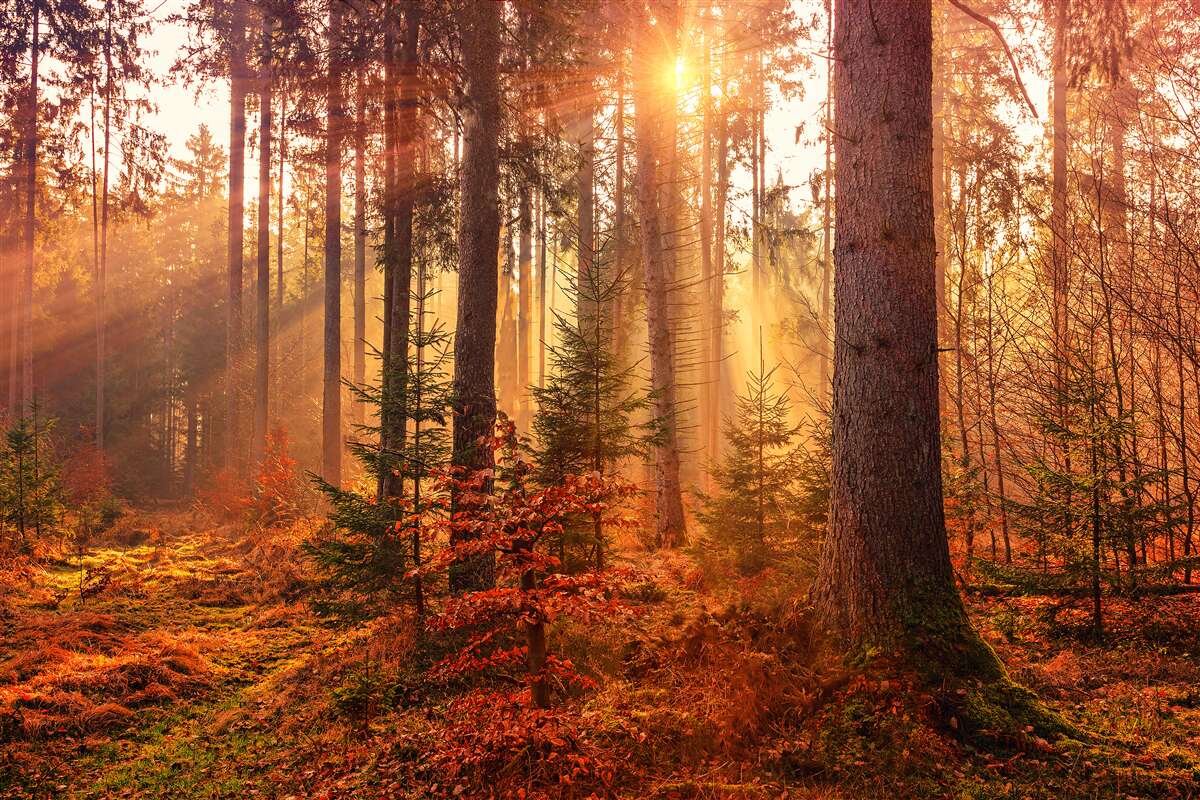 Papier peint forêt en automne illuminée par les rayons du soleil