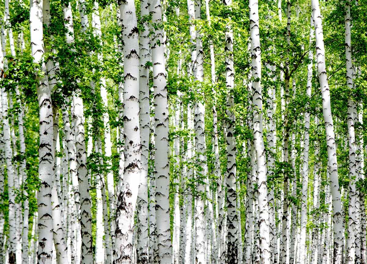 Papier peint des bouleaux gracieux aux feuilles vertes