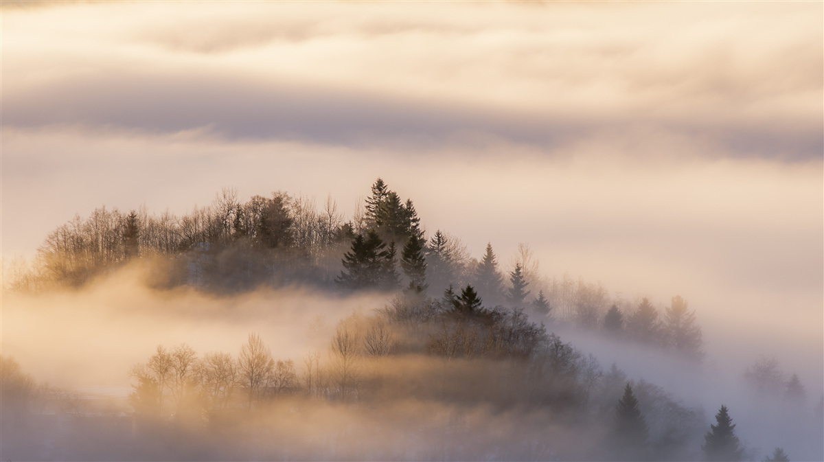 Papier peint brouillard dense entre les arbres