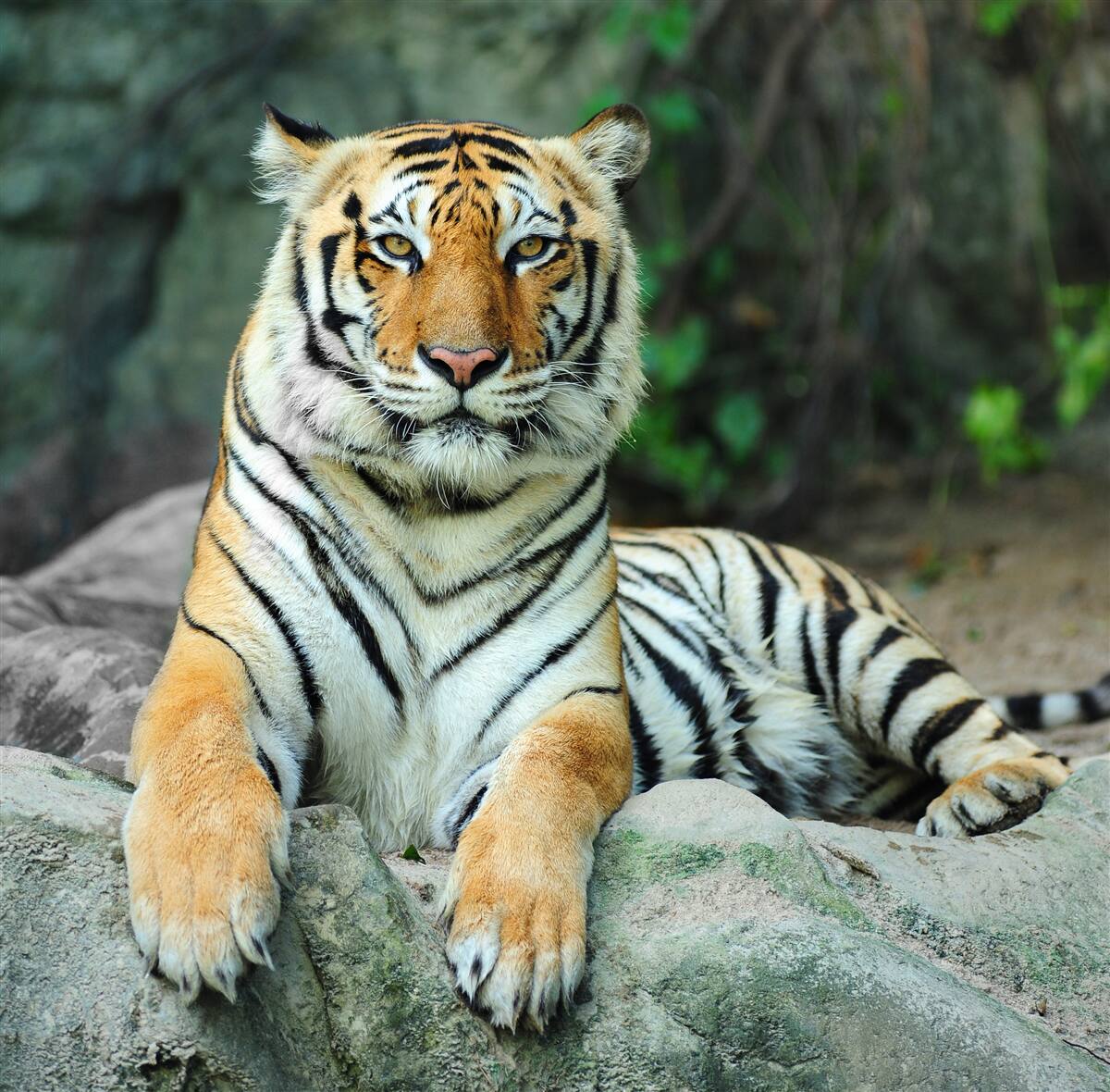 Papier peint beau tigre en vacances