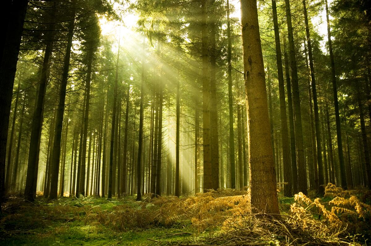 Papier peint les rayons du soleil illuminent la forêt