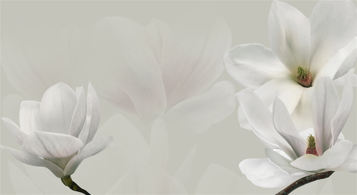 Papier peint grandes fleurs blanches